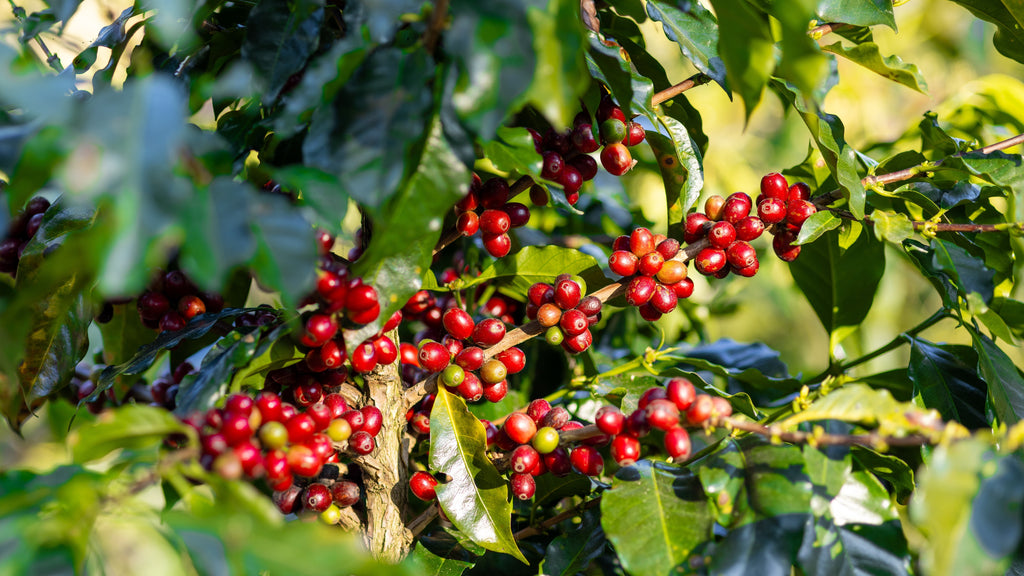 Green Coffee Seasonality