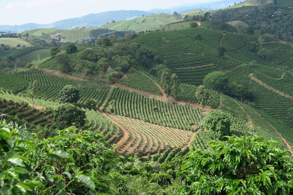 What Is The Importance of Coffee Origins?